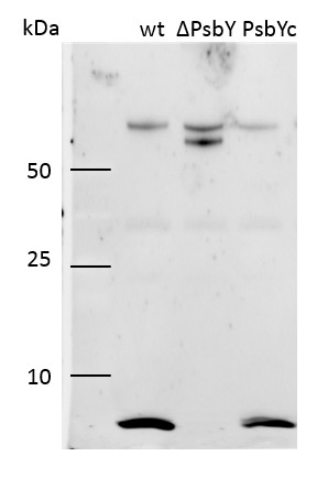 Western blot using anti-PsbY antibodies